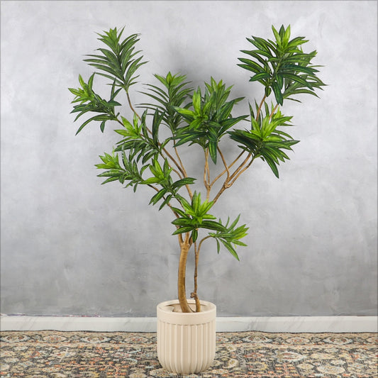 Dracaena Reflexa Plant with Round Ribbed Planter