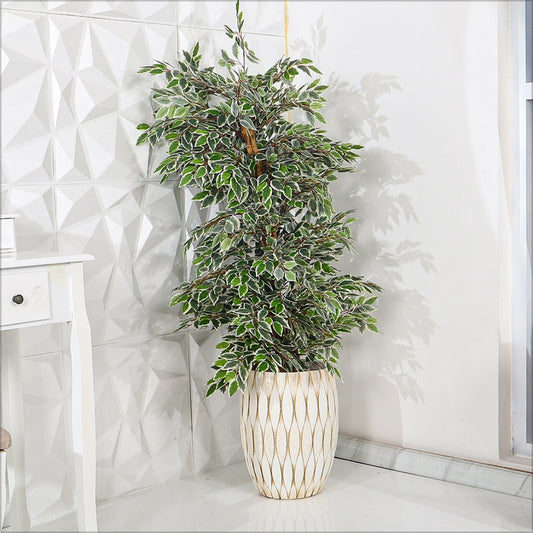 White-Green Ficus Plant with European Style Concrete Planter