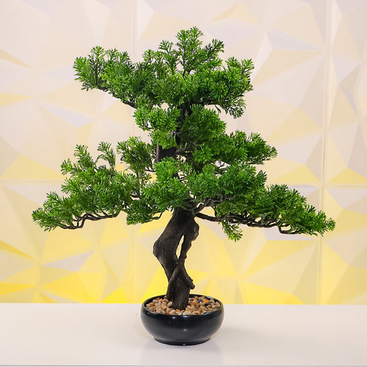 Bonsai Tree - 55cm