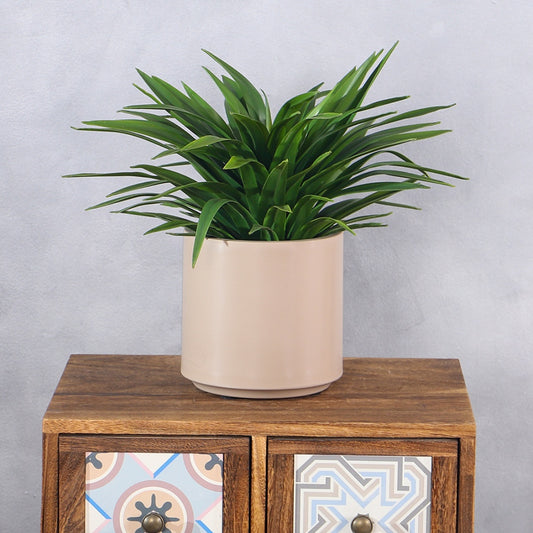 Adams Needle Plant with Decorative Planter - Coffee