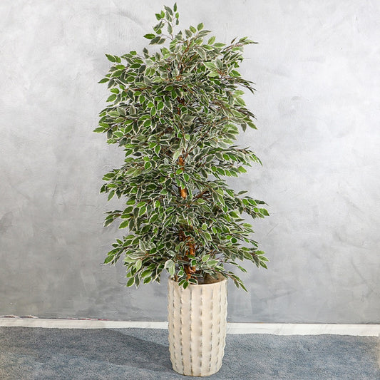 White-Green Ficus Plant with Rustic Design Concrete