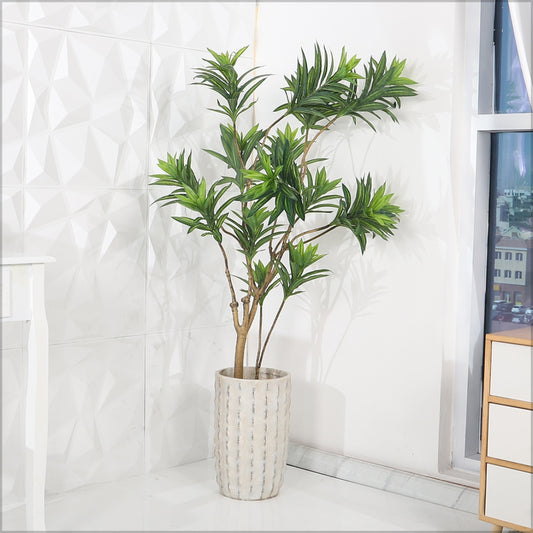 Dracaena Reflexa Plant with Rustic Design Concrete