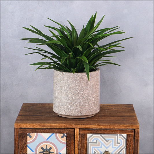 Adams Needle Plant with Decorative  Planter - W-Coffee