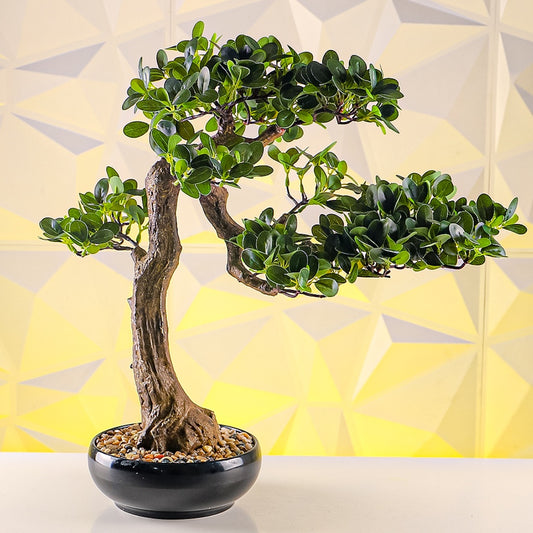 Ficus Bonsai Tree - 55cm