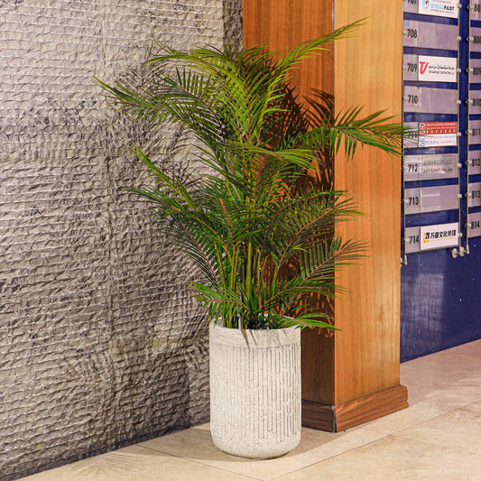 Areca Palm with Antique Style Concrete Planter