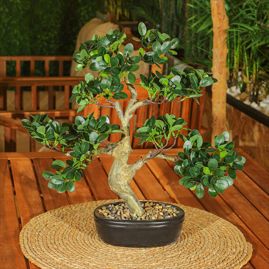 Cajuput Bonsai Tree - 46cm