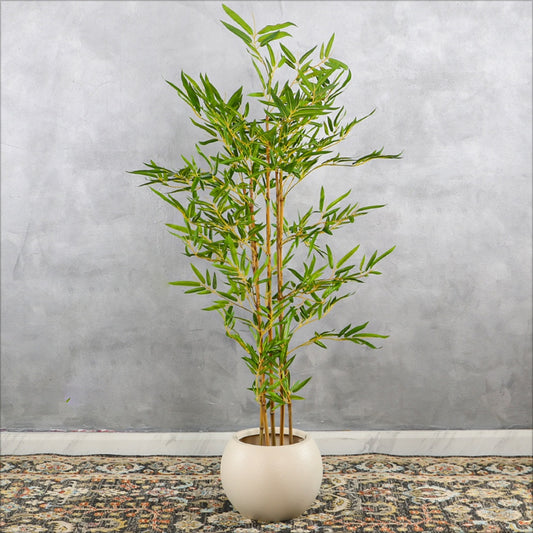 Bamboo Plant with Simple Round Planter