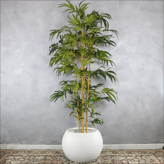 Bamboo Plant with Simple Round Planter - White