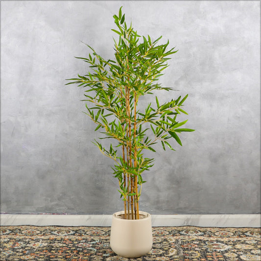 Bamboo Plant with Round Cream  Pot