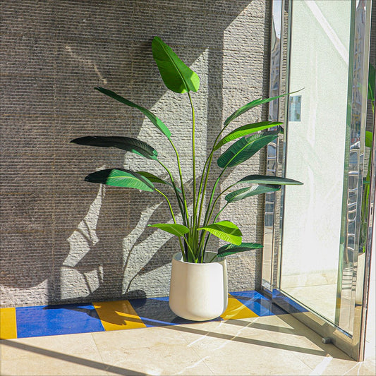 Banana Plant with White Round Concrete Planter