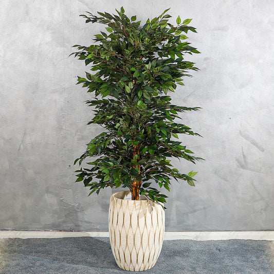 Ficus Plant with European Style Concrete Planter