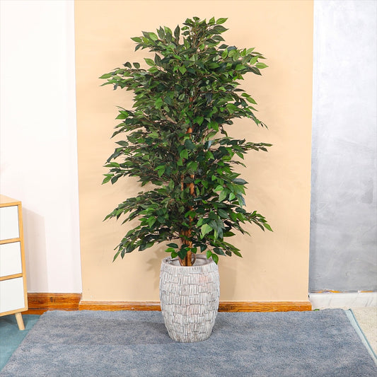 Ficus Plant with Layered Concrete Planter