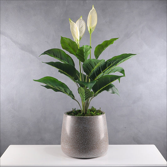 Peace Lily Plant with Grey-White Print Planter