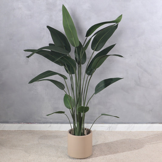 Bird of Paradise Plant  with Decorative  Planter